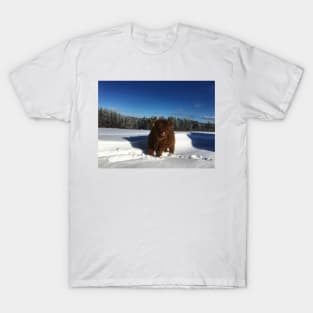 Scottish Highland Cattle Calf 1713 T-Shirt